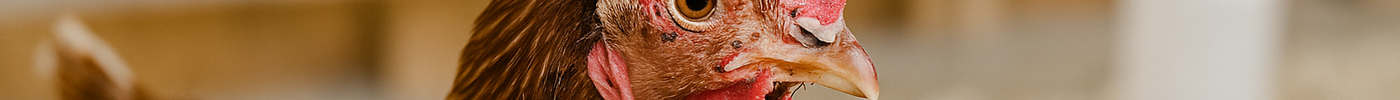 Fowl Pox in Chickens: What It Is, What to Do, and How to Prevent It.