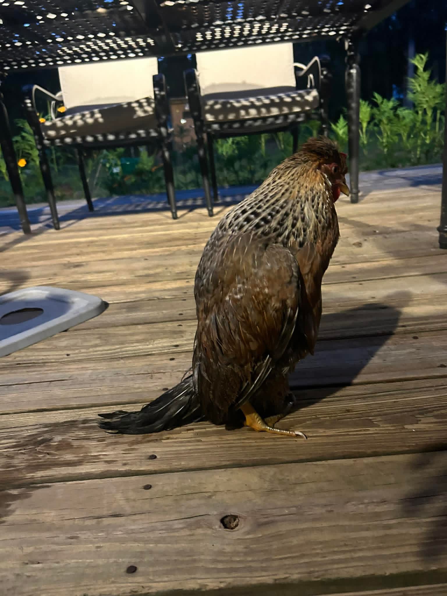 Egg Bound Chickens: What You Need to Know