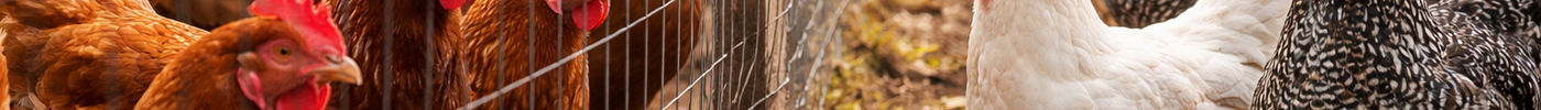 Why a “Healthy” New Bird Can Make Your Whole Flock Sick
