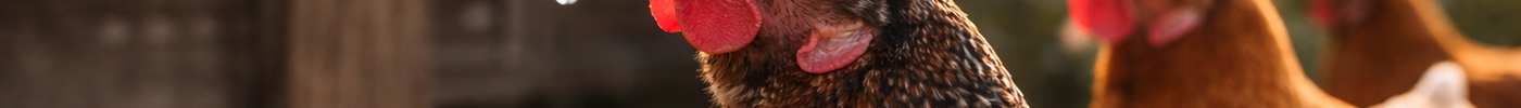 Acidified Copper Sulfate: A Powerful Ally in Poultry Health