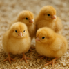Chick Care 101: From Pickup Day to Moving Out of the Brooder