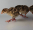 Game and Exotic Fowl