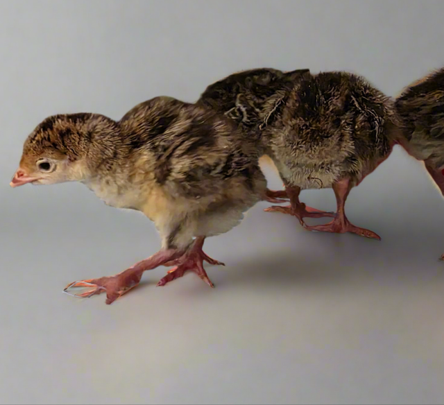 Game and Exotic Fowl