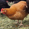 Chickens
