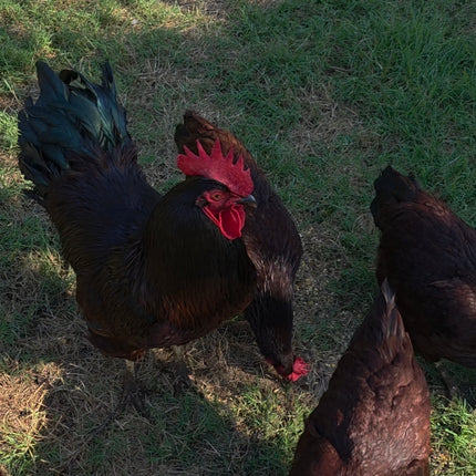 Collection image for: Roosters