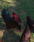 Roosters