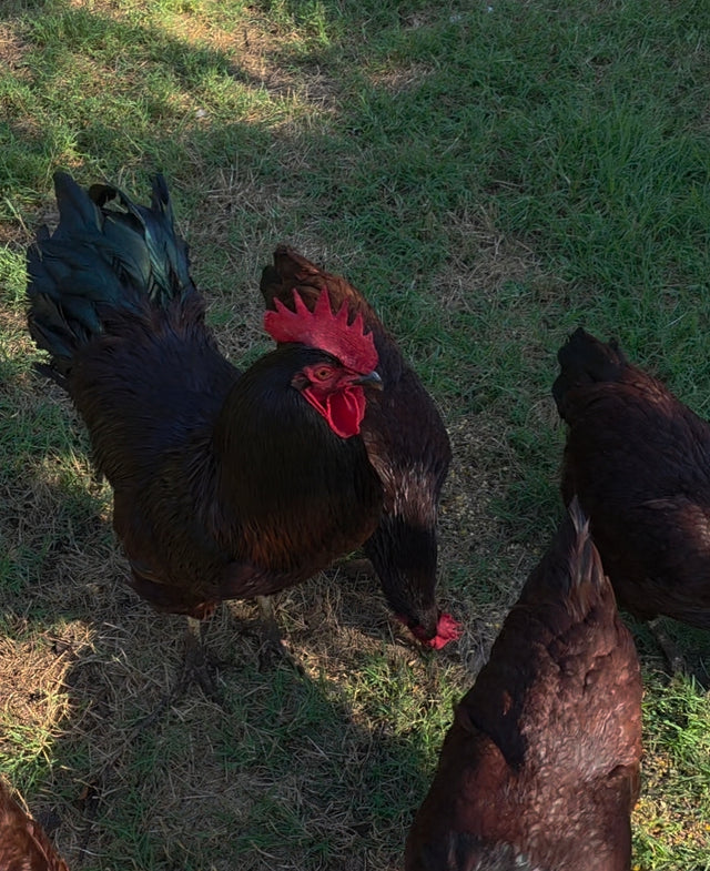 Roosters