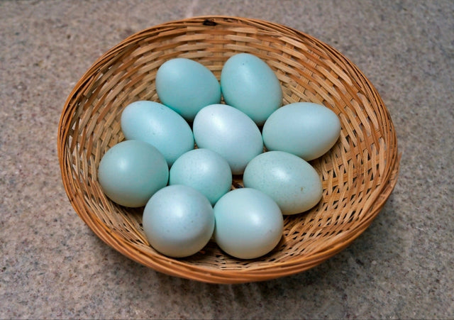 Hatching Eggs