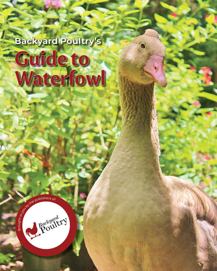 Backyard Poultry's Guide to Waterfowl