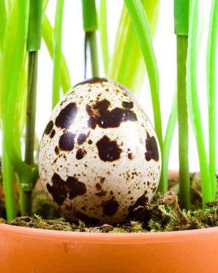 Empty Whole Eggshells Quail Eggs Hollowed - Set of 10 Cleaned Hollow Quail Eggs Perfect for Crafting and Decoration