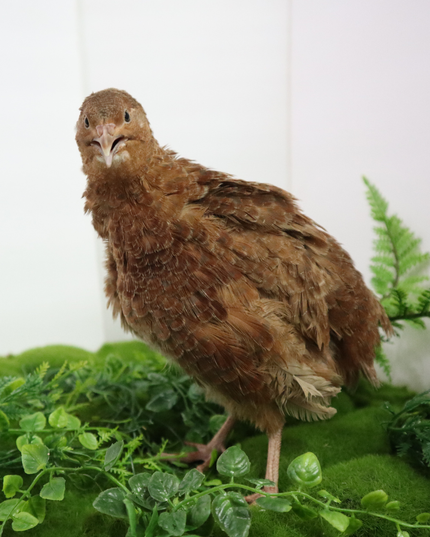 Fertile Quail Eggs – Choose Your Variety - (Online Only)