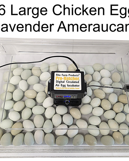 Rite Farm Products PRO Hatcher Incubator for Egg Tray Transfer from Cabinet Incubators
