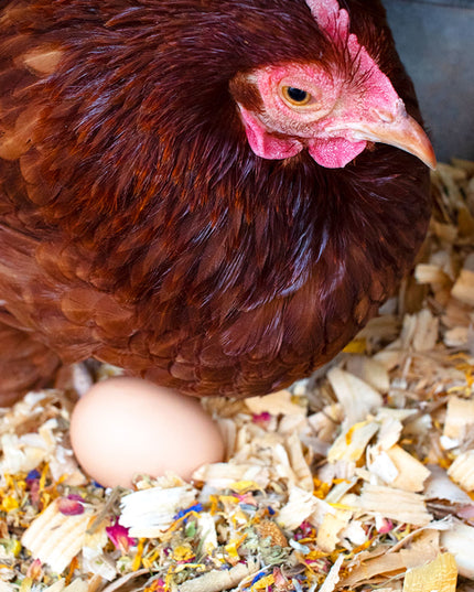 Best Eggs Ever! Nesting Herbs (Chamomile, Roses, Lavender, Cornflowers, & Calendula) For Pet Chickens