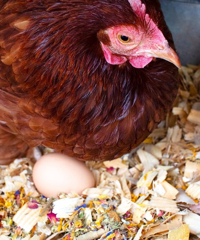 Best Eggs Ever! Nesting Herbs (Chamomile, Roses, Lavender, Cornflowers, & Calendula) For Pet Chickens