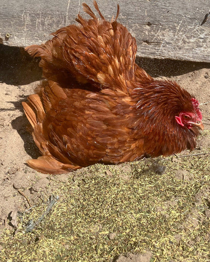 MitesBGone Herbal Blend For Nesting Boxes Or Dust Baths To Repel Mites