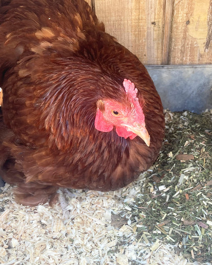 PestsBGone for Keeping Chicken Coops Pest Free! All Natural & Safe [Repel Flies, Mosquitoes, Gnats, & More]