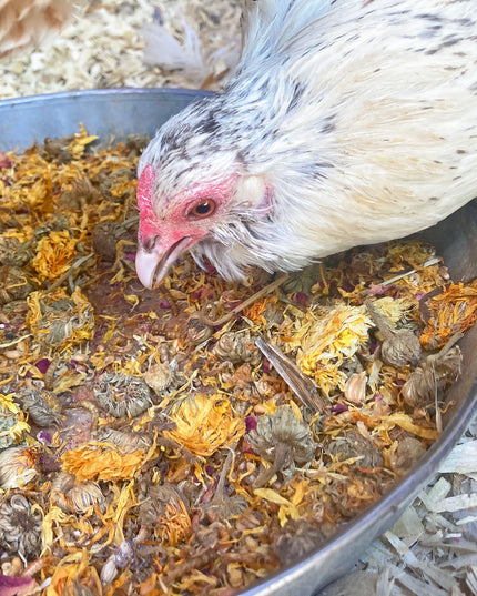 PowerHen (TM) High Protein Treat With Mealworms, Black Soldier Fly Larvae, & Herbs For Backyard Chickens