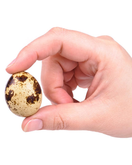 Empty Whole Eggshells Quail Eggs Hollowed - Set of 10 Cleaned Hollow Quail Eggs Perfect for Crafting and Decoration