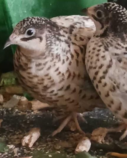 Button Quail Eggs for Hatching - Chinese and King Button Quail, Silver, Dark V, Hens Choice Mix