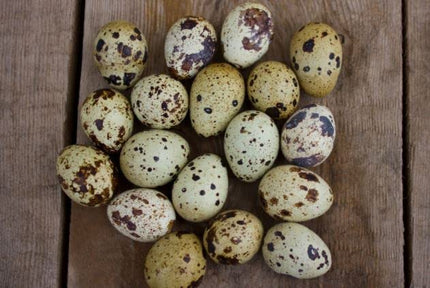 Coturnix Quail Fertile Hatching Eggs, 12 Count