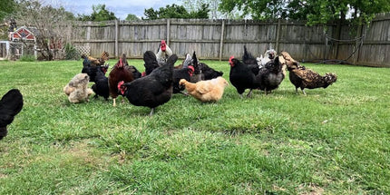 Poultry Nesting Herbs, Includes Oregano, Basil, Red Pepper Flakes, Garlic, Rosemary, Lavender, and More! 8oz, 16oz, 32oz