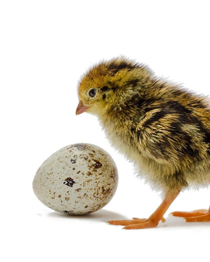 36 Quail Eggs for Hatching - (Online Only)