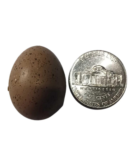 Button Quail Eggs for Hatching - Chinese and King Button Quail, Silver, Dark V, Hens Choice Mix