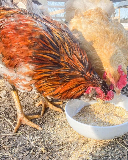 Egg-Cellent Yolks: For Healthy, Golden Yolks - Naturally!