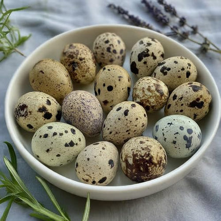Coturnix Quail Fertile Hatching Eggs, 12 Count
