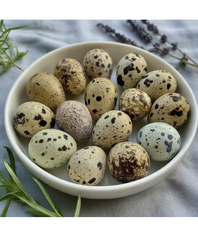 Coturnix Quail Fertile Hatching Eggs, 12 Count