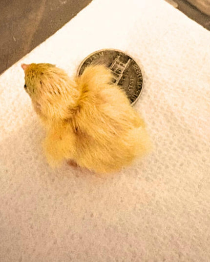 Button Quail Eggs for Hatching - Chinese and King Button Quail, Silver, Dark V, Hens Choice Mix