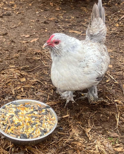 Pampered Chicken Mama 7 Pound Mystery Chicken Treat Bundle: 7 Different Treats Delivered To Your Door!