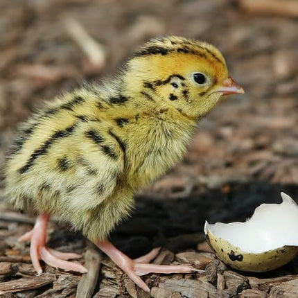Coturnix Quail Fertile Hatching Eggs, 12 Count