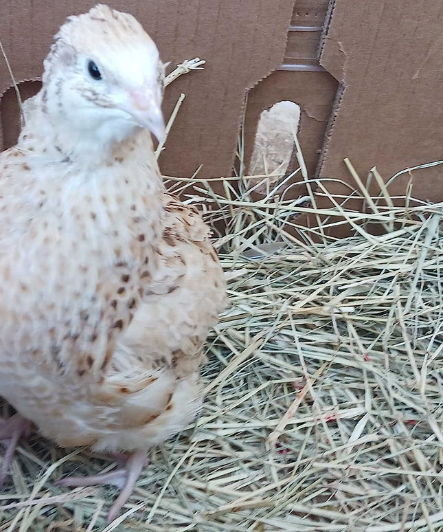 Jumbo Italian Quail Hatching Eggs