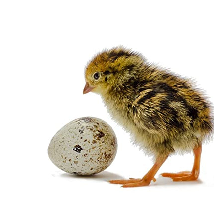 Coturnix Quail Fertile Hatching Eggs, 12 Count