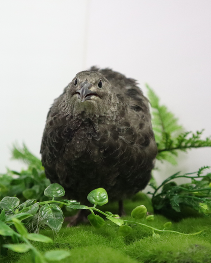 Black Quail Hatching Eggs - Pure Breed, Ideal for Aviary Hobbyists & Breeders