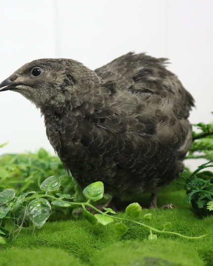 Black Quail Hatching Eggs - Pure Breed, Ideal for Aviary Hobbyists & Breeders