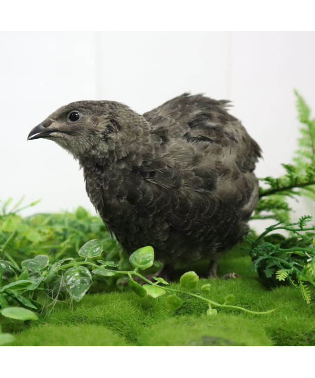 Black Quail Hatching Eggs - Pure Breed, Ideal for Aviary Hobbyists & Breeders