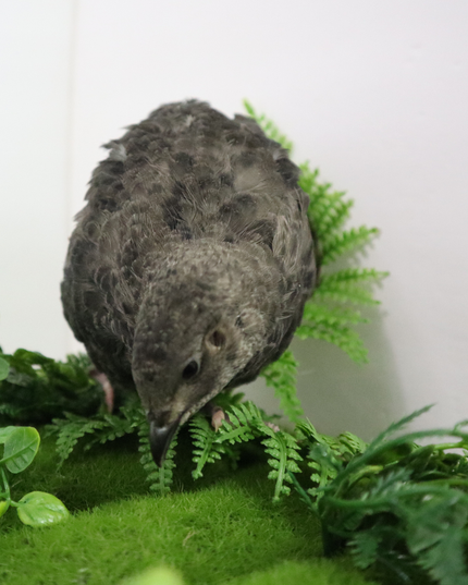 Black Quail Hatching Eggs - Pure Breed, Ideal for Aviary Hobbyists & Breeders