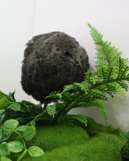Black Quail Hatching Eggs - Pure Breed, Ideal for Aviary Hobbyists & Breeders
