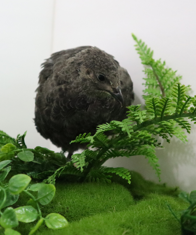 Black Quail Hatching Eggs - Pure Breed, Ideal for Aviary Hobbyists & Breeders