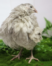 Andalusian coturnix fertile quail eggs
