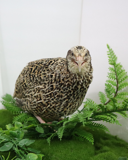 Autumn Sparkly Quail Hatching Eggs - (Online Only)