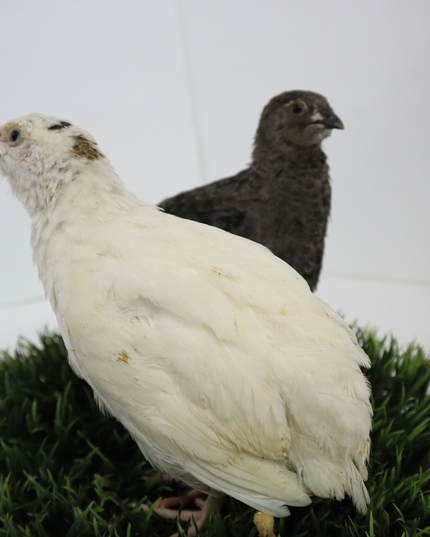Black and White Edition Quail hatching eggs