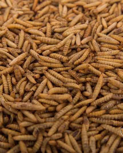 22LB Chubby Dried Black Soldier Fly Larvae