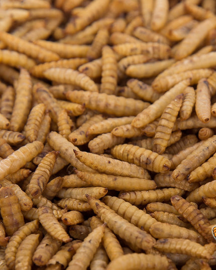 22LB Chubby Dried Black Soldier Fly Larvae