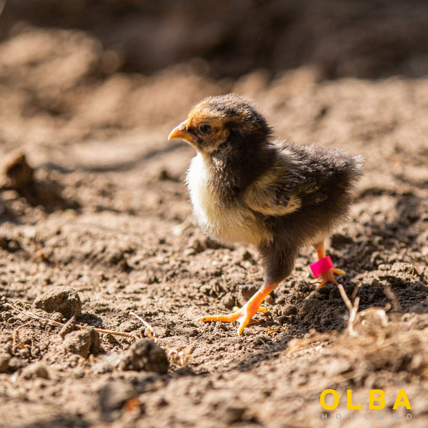 <h3>Find Your Perfect Chick Match Here.</h3>