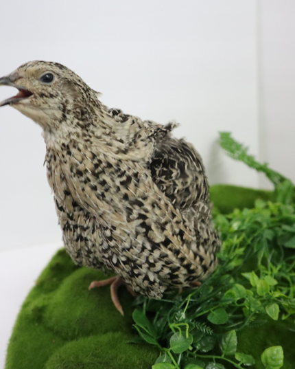 Calico Quail Hatching Eggs – Fertile Eggs for Incubation