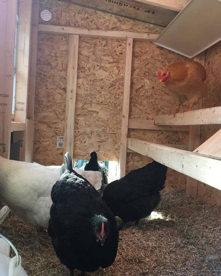 Medium Chicken Coop - Up to 10 Chickens