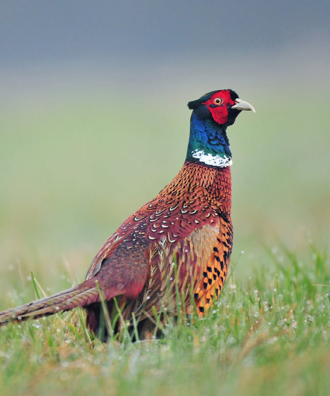 Chinese Ringneck Pheasant Chicks (Online Only)